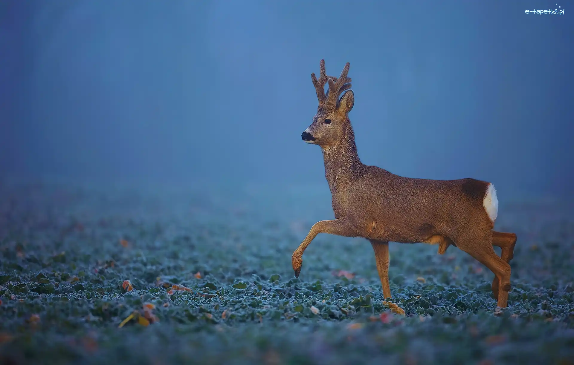Mgła, Jeleń, Młody