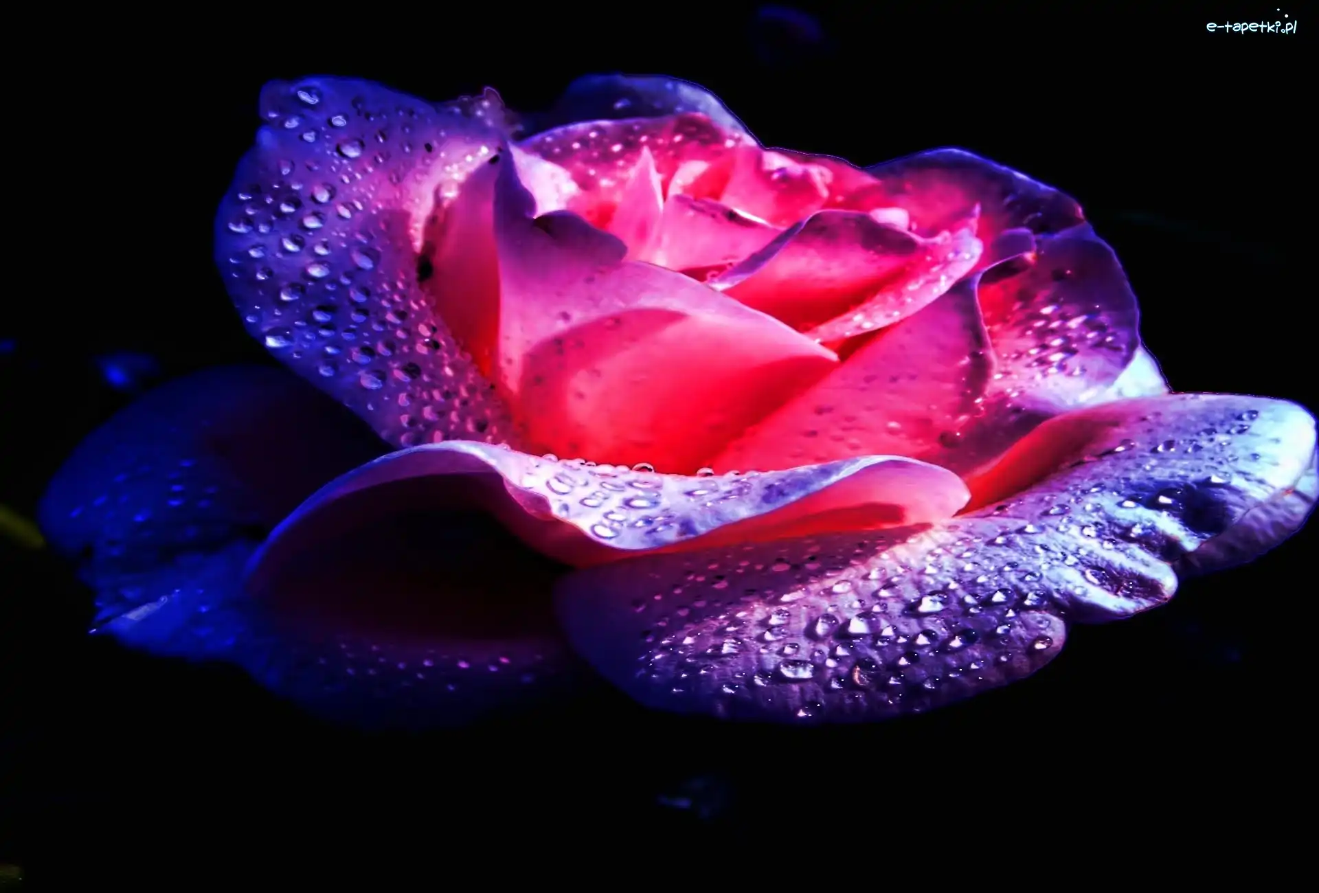 Rosa, Płatki, Róża