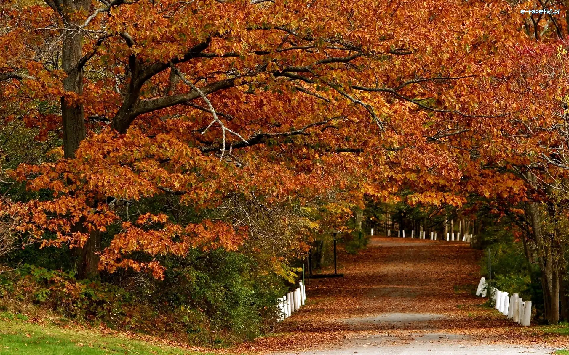 Aleja, Park, Jesień