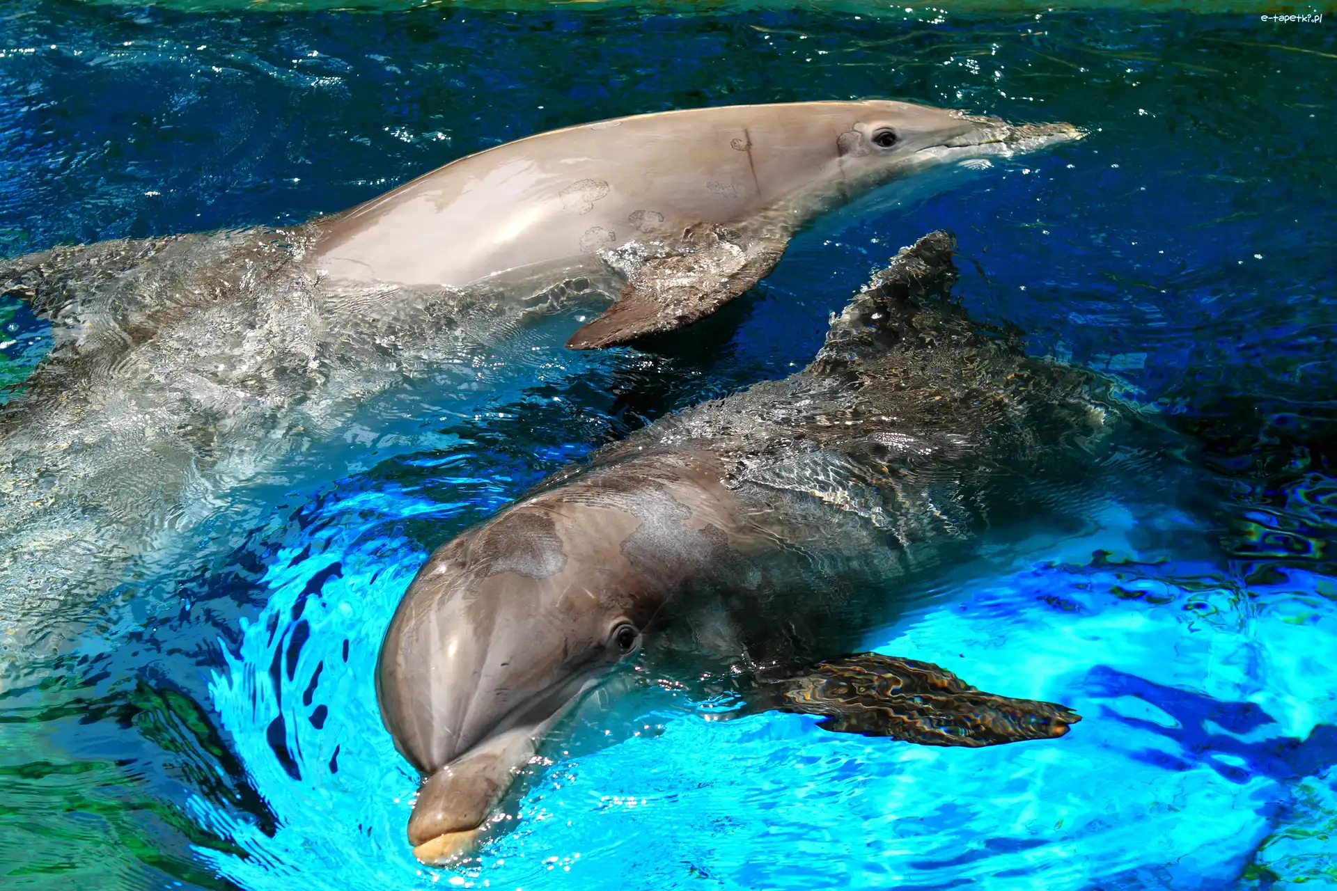 Basen, Delfinki, Dwa