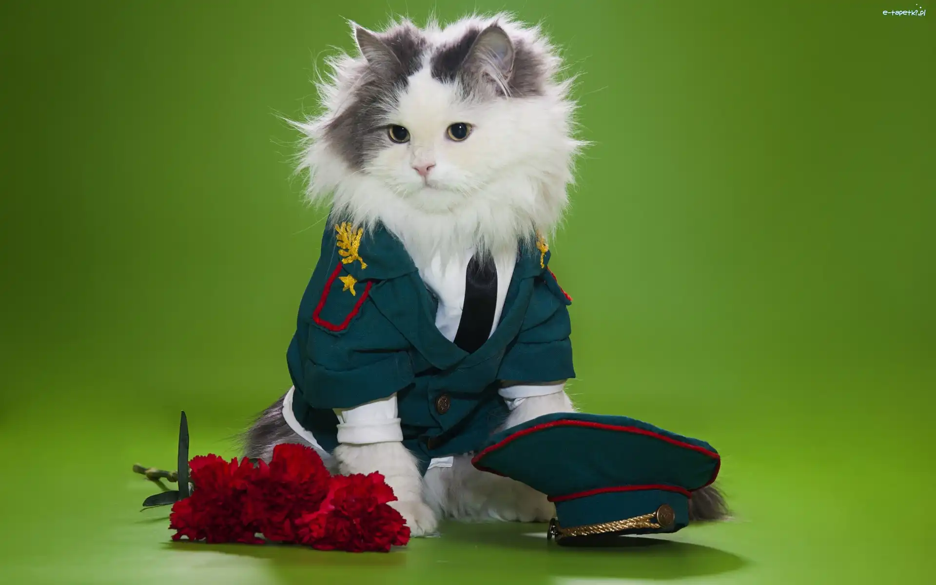 Kwiaty, Ubranie, Kotek