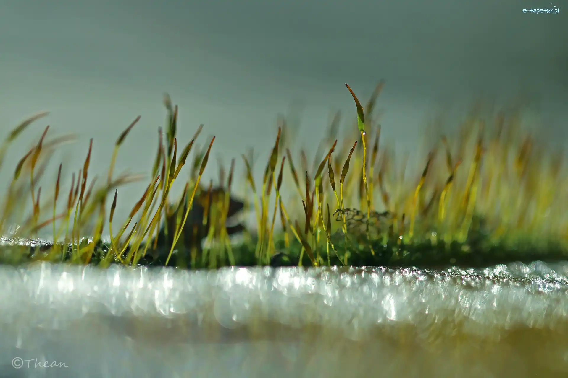 Źdźbła, Bokeh, Makro, Mech