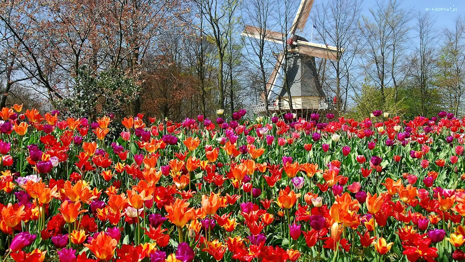 Tulipany, Lisse, Wiatrak, Park