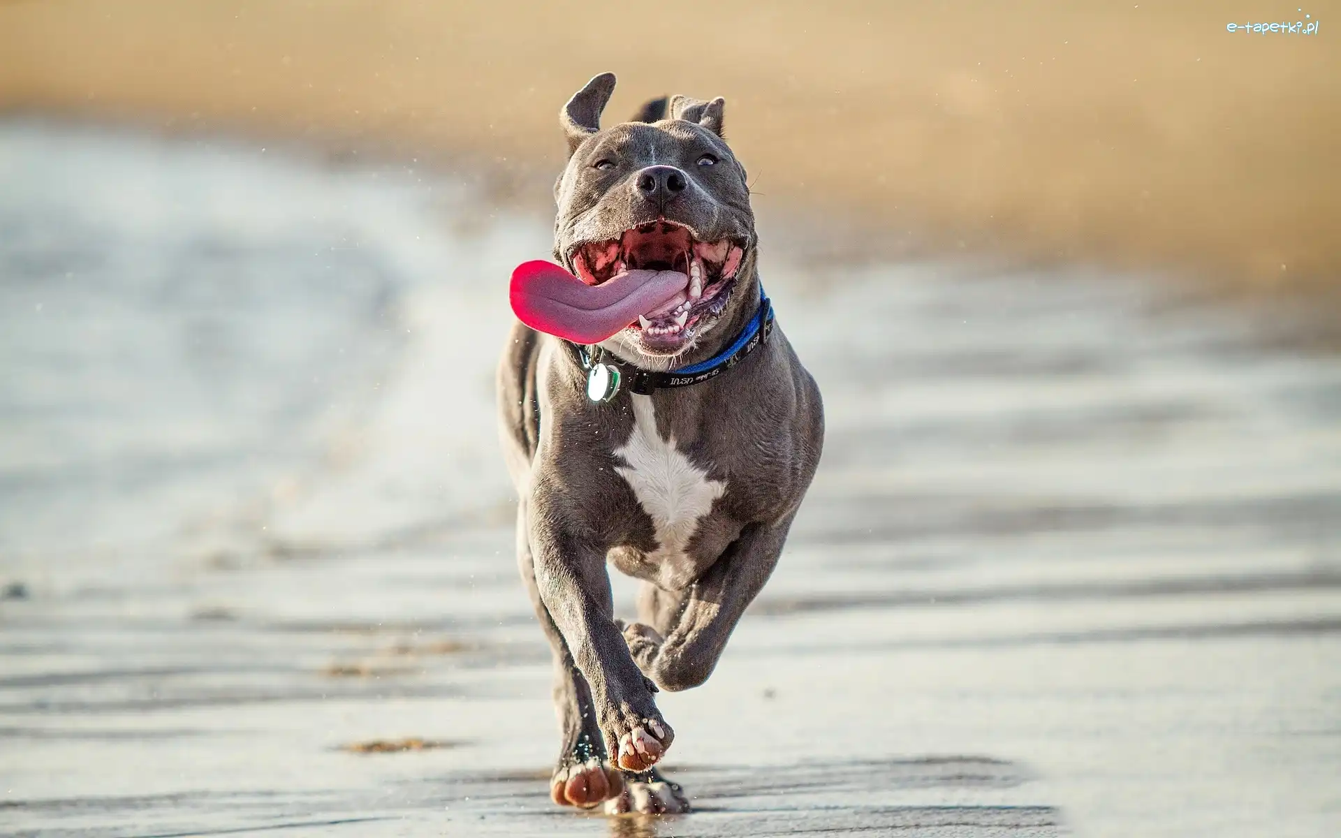 Pit Bull, Plaża, Język, Pies
