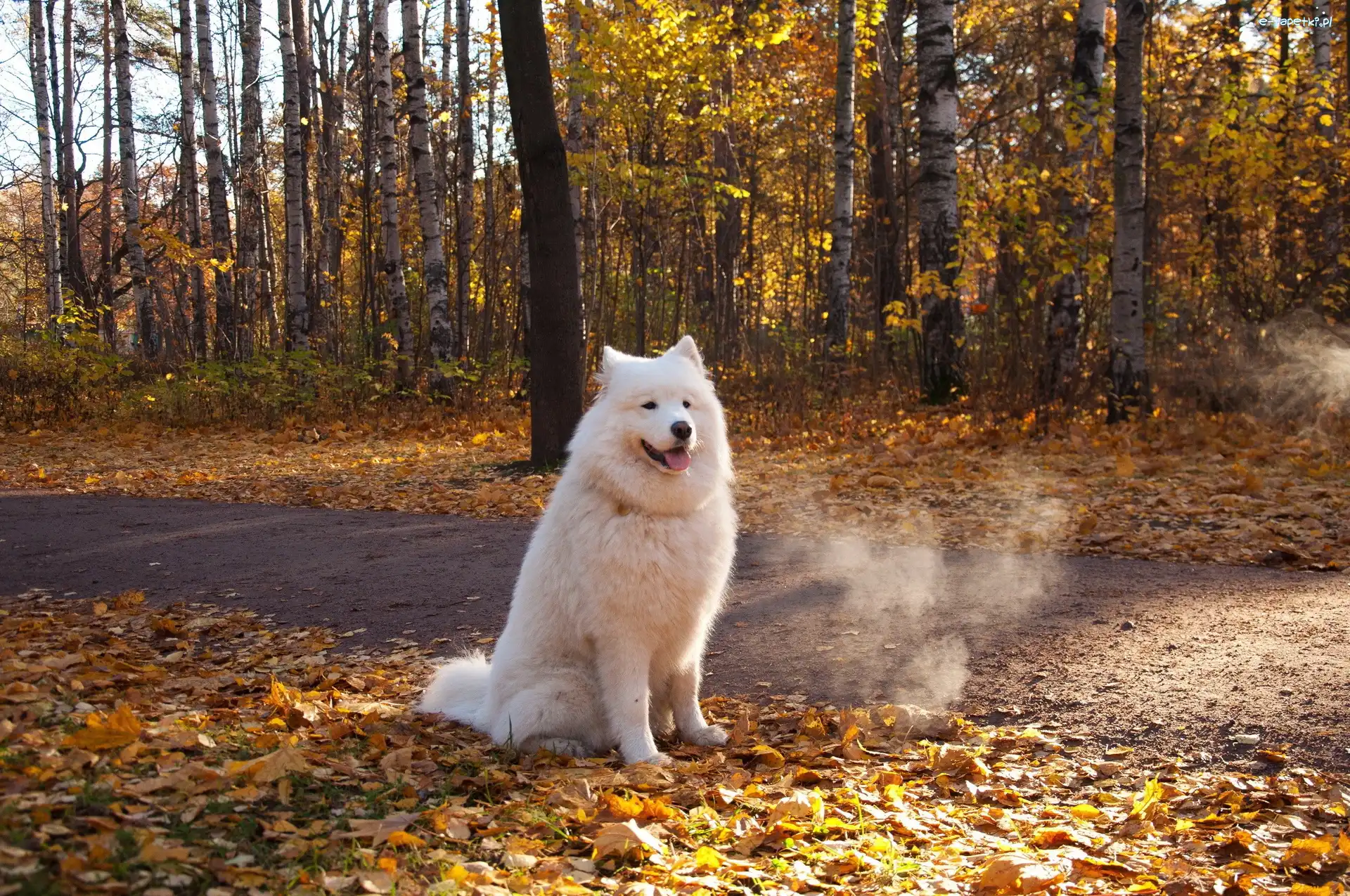 Jesień, Samojed, Las, Pies, Biały, Liście, Droga
