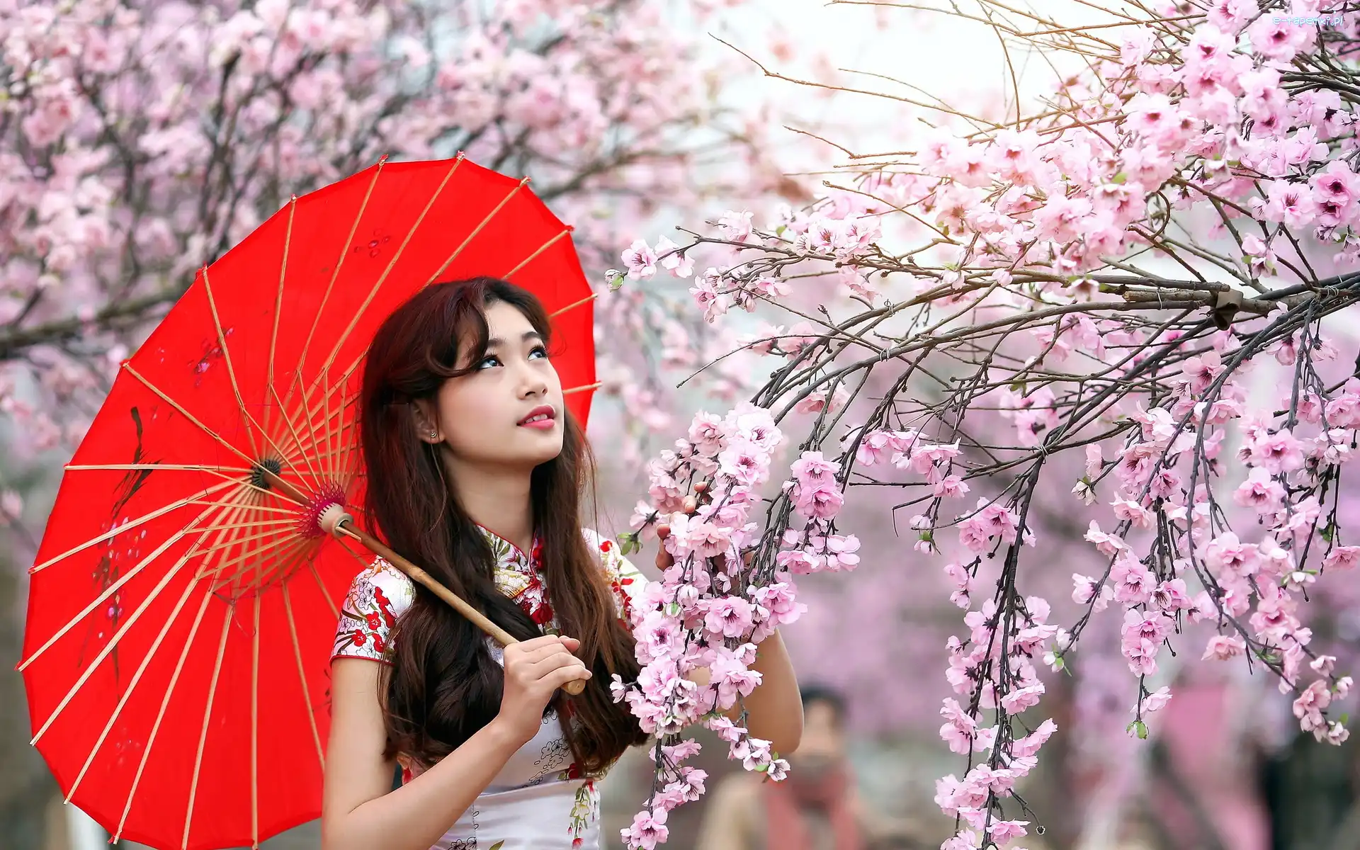 Park, Kwitnące, Drzewa, Wiosna, Parasol, Japonka