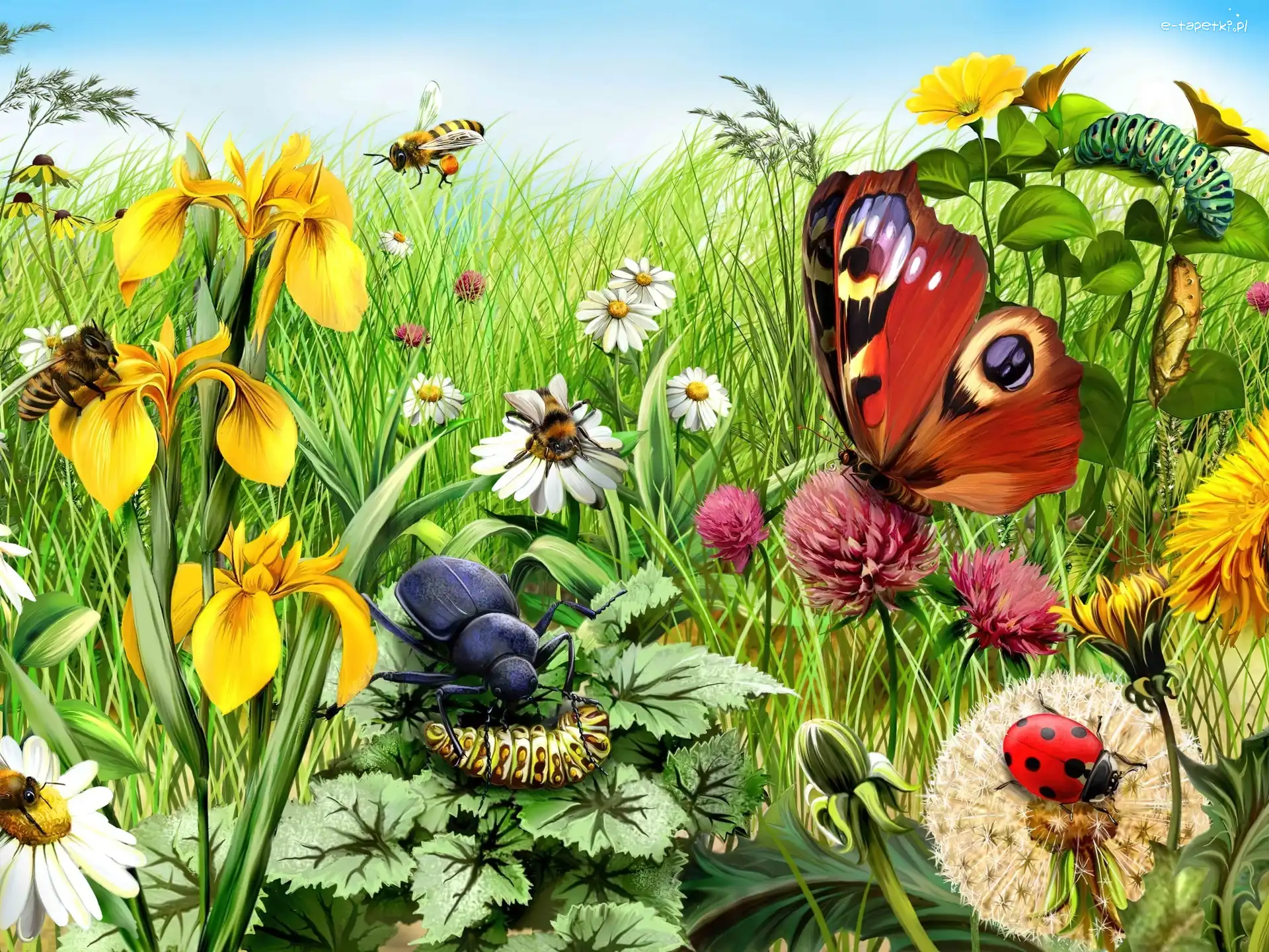 Łąka, Motyl, Kwiaty, Gąsienice, Biedronka