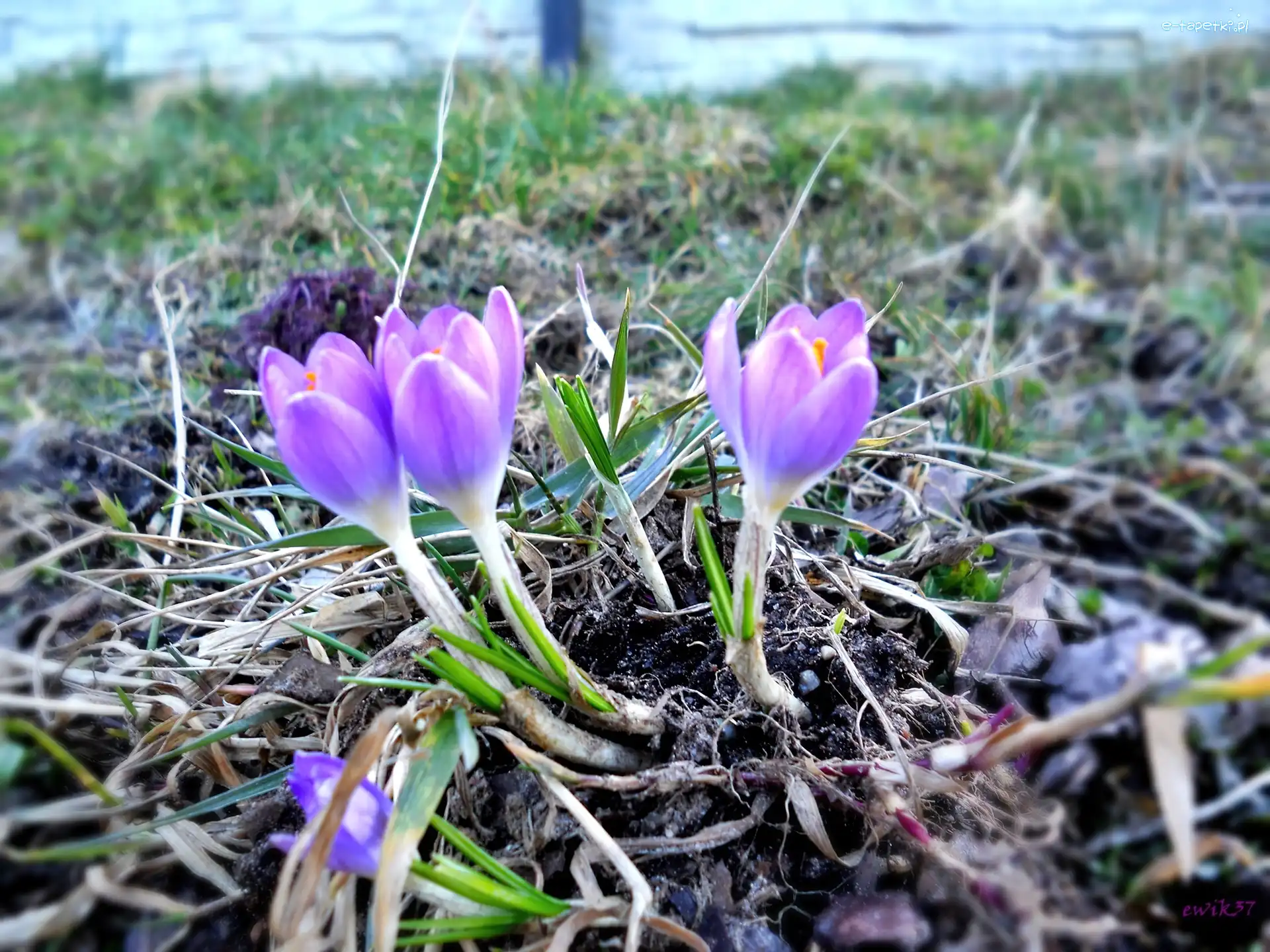 Krokus, Fioletowy