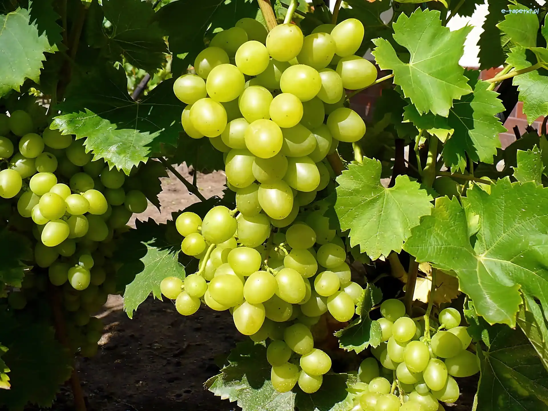 Lato, Krzew, Ogród, Winogrona, Winorośli