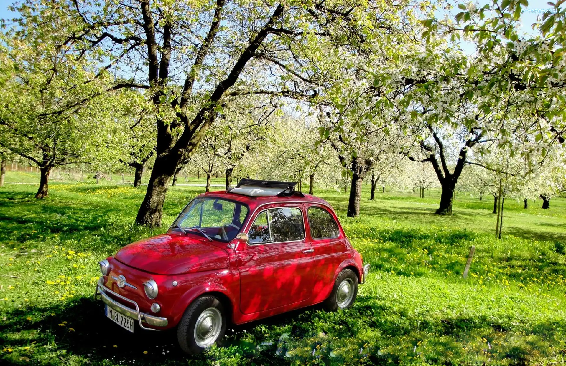 Trawa, Sad, Fiat 500