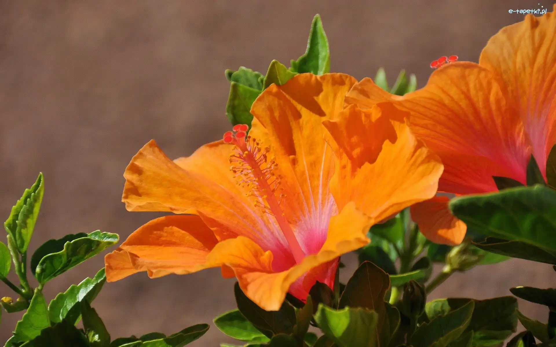 Hibiskus, Pomarańczowy