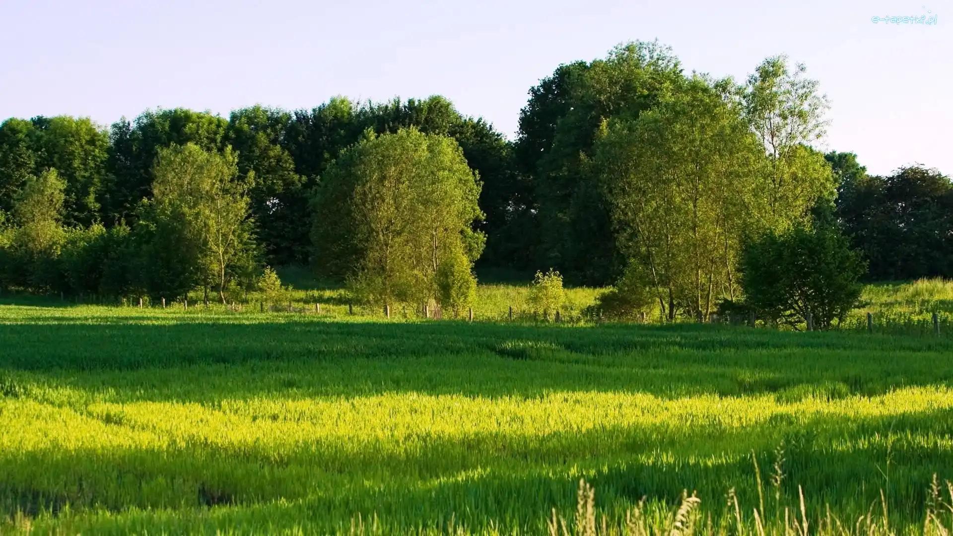 Drzewa, Łąka