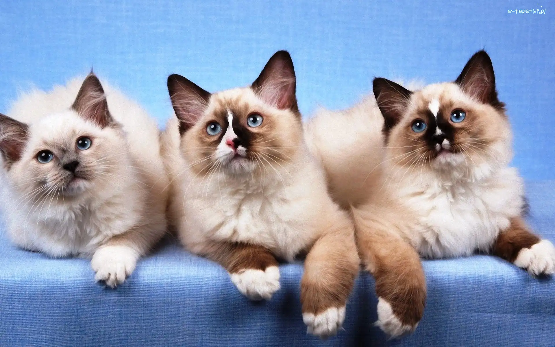 Ragdoll, Kotki, Trzy