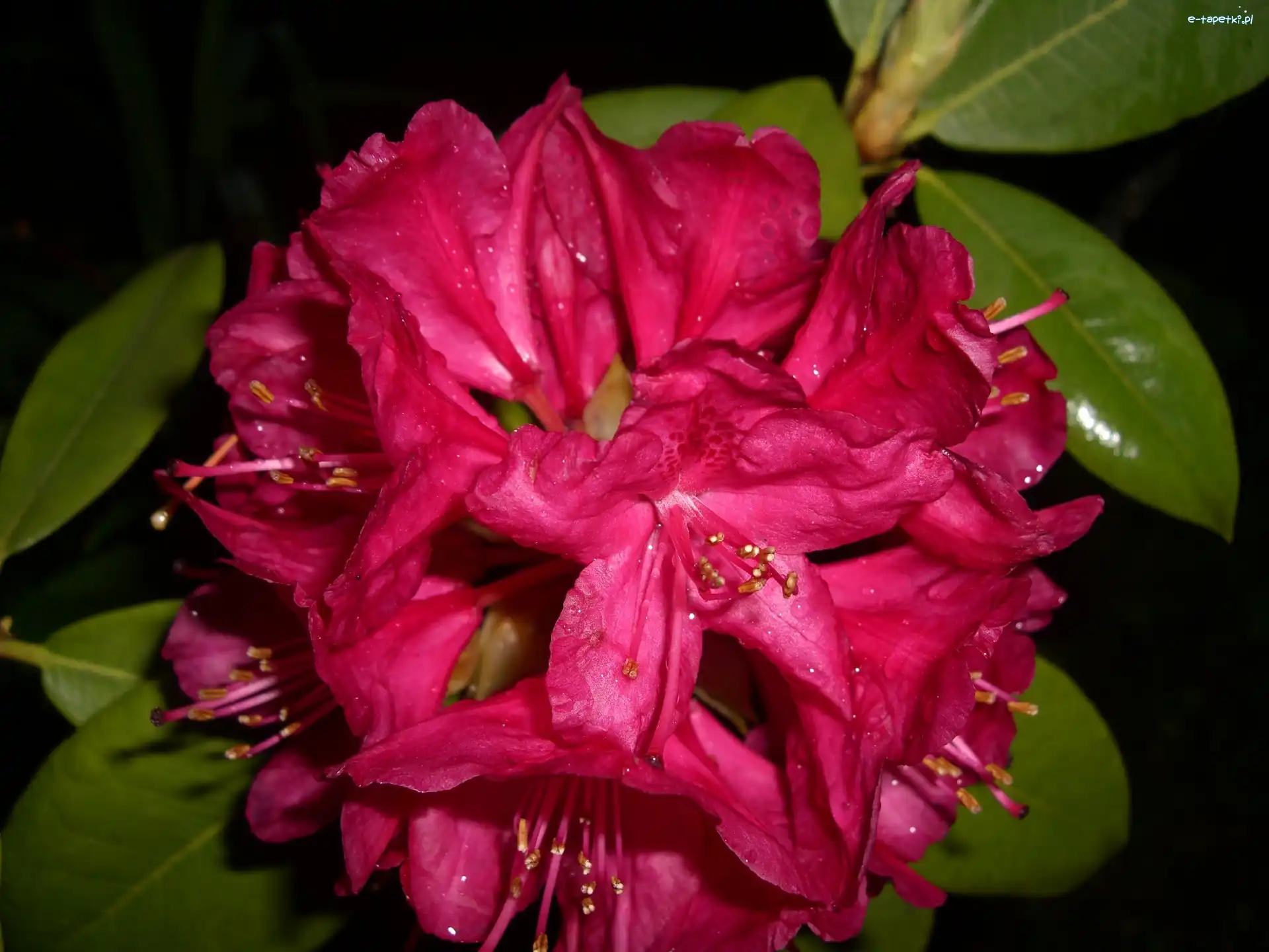 Liście, Kwiat, Rododendron