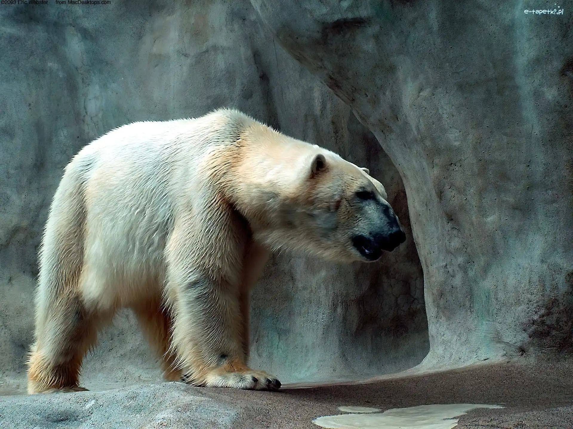 Skała, Polarny, Niedźwiedź