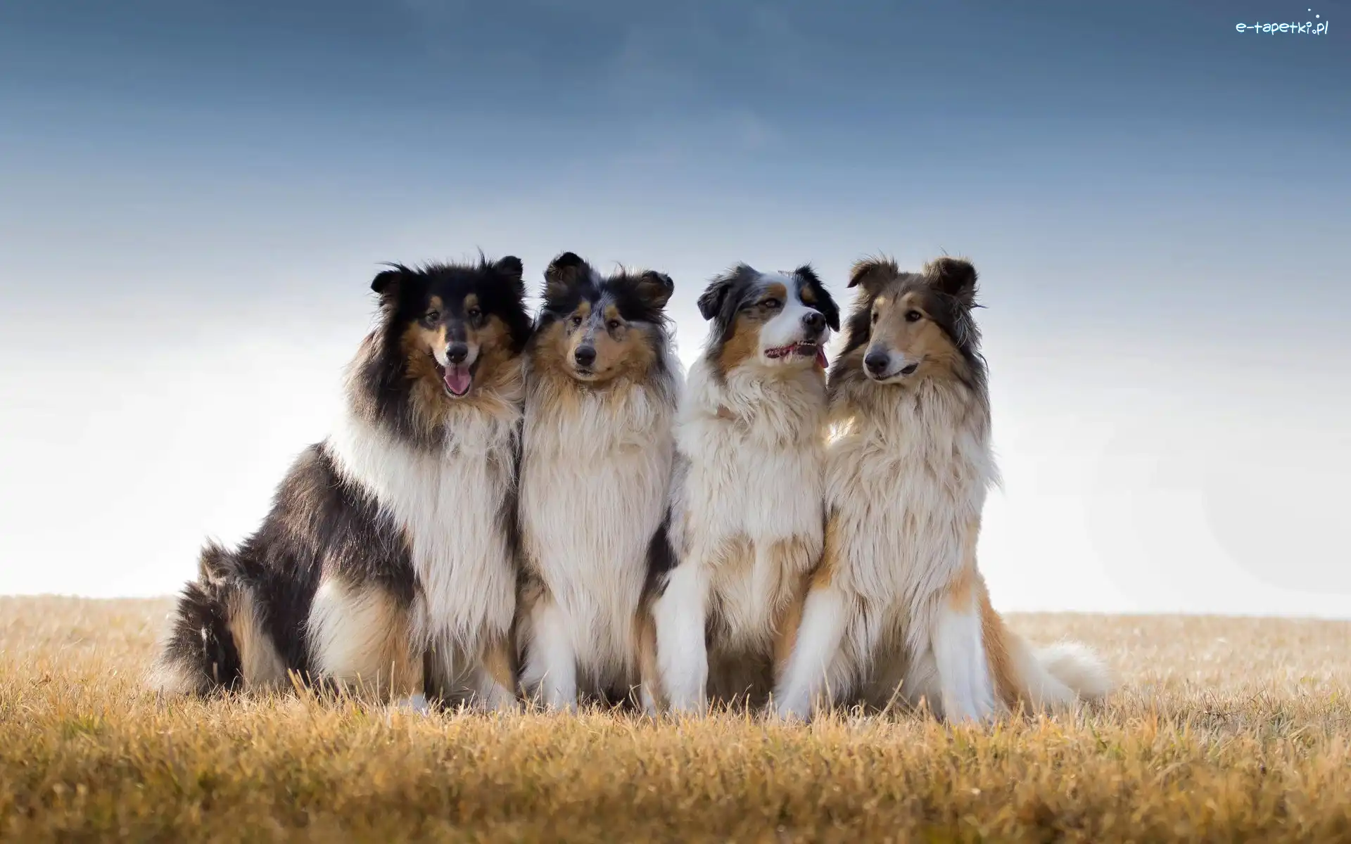 Szkockie, Łąka, Collie, Owczarki