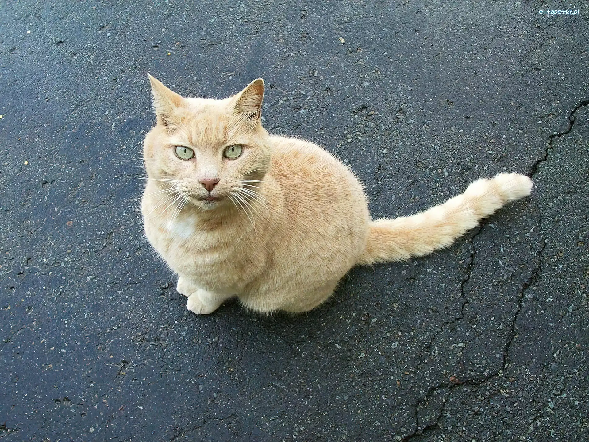 Kot