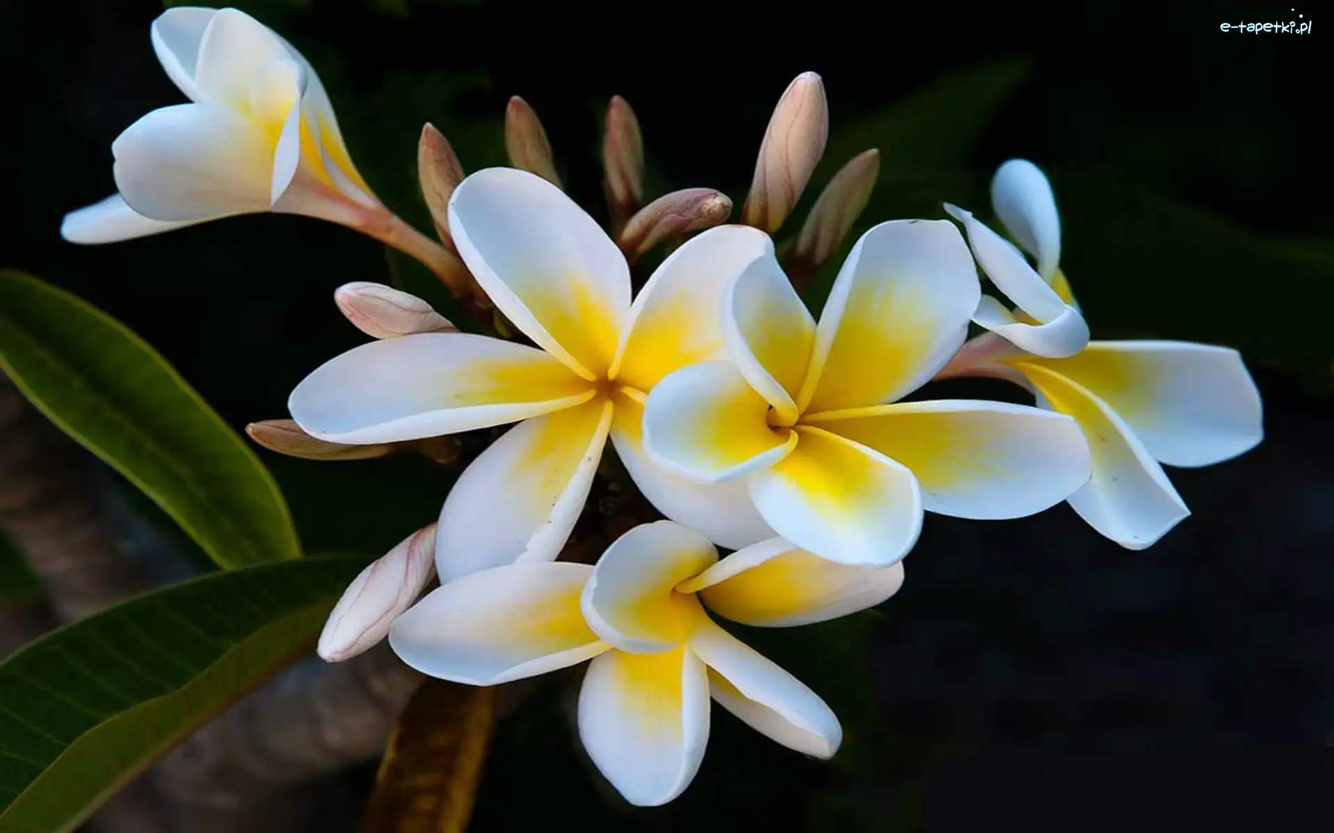 Listki, Plumeria, Kwiaty