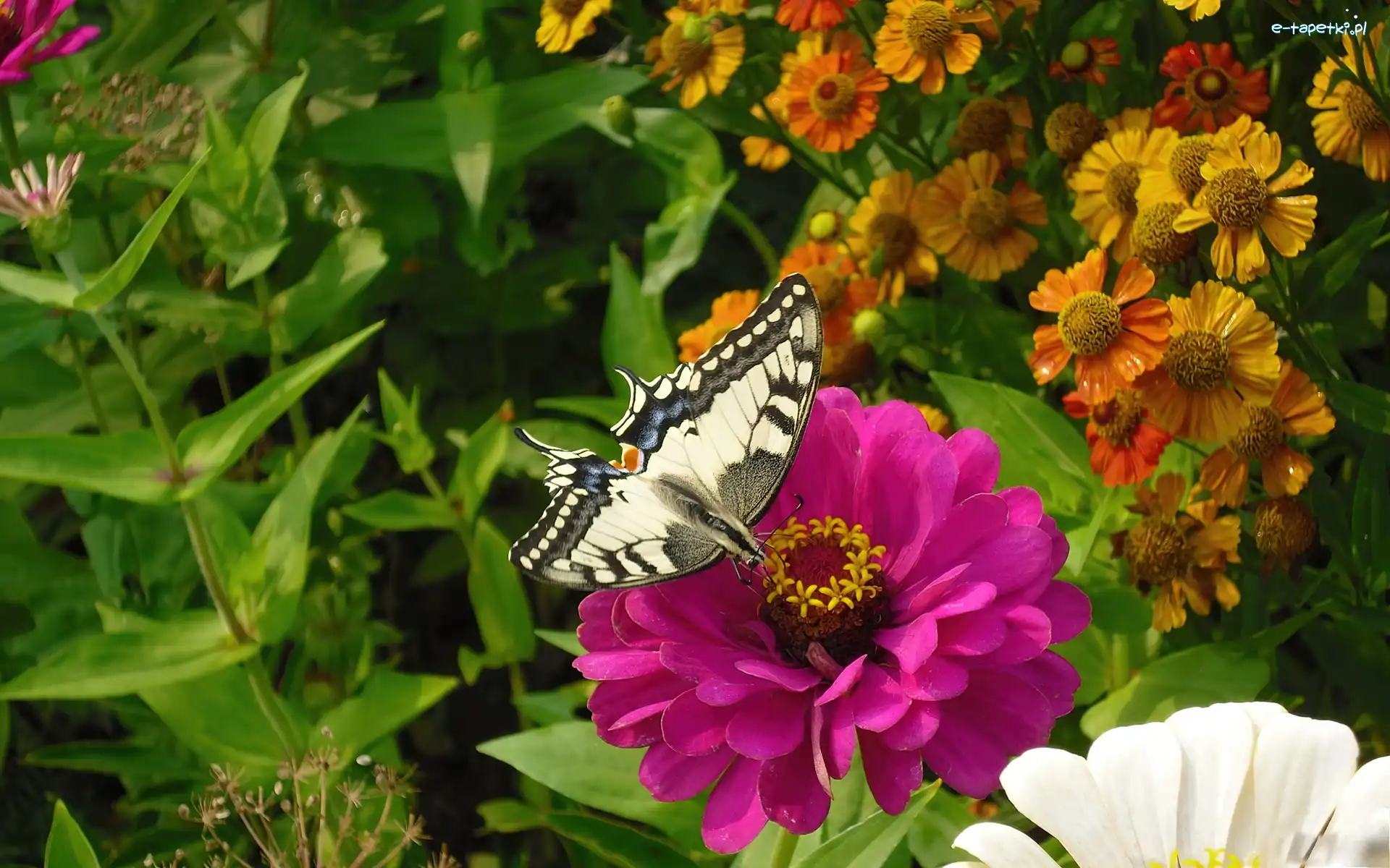 Motyl, Kwiat, Różowy
