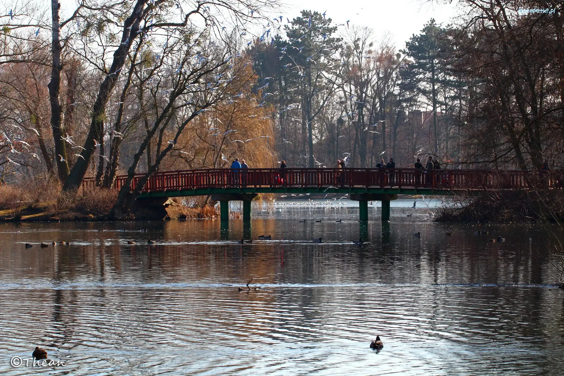 Jezioro, Mewy, Most, Park