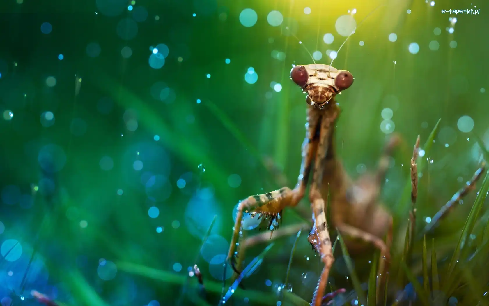 Macro, Modliszka