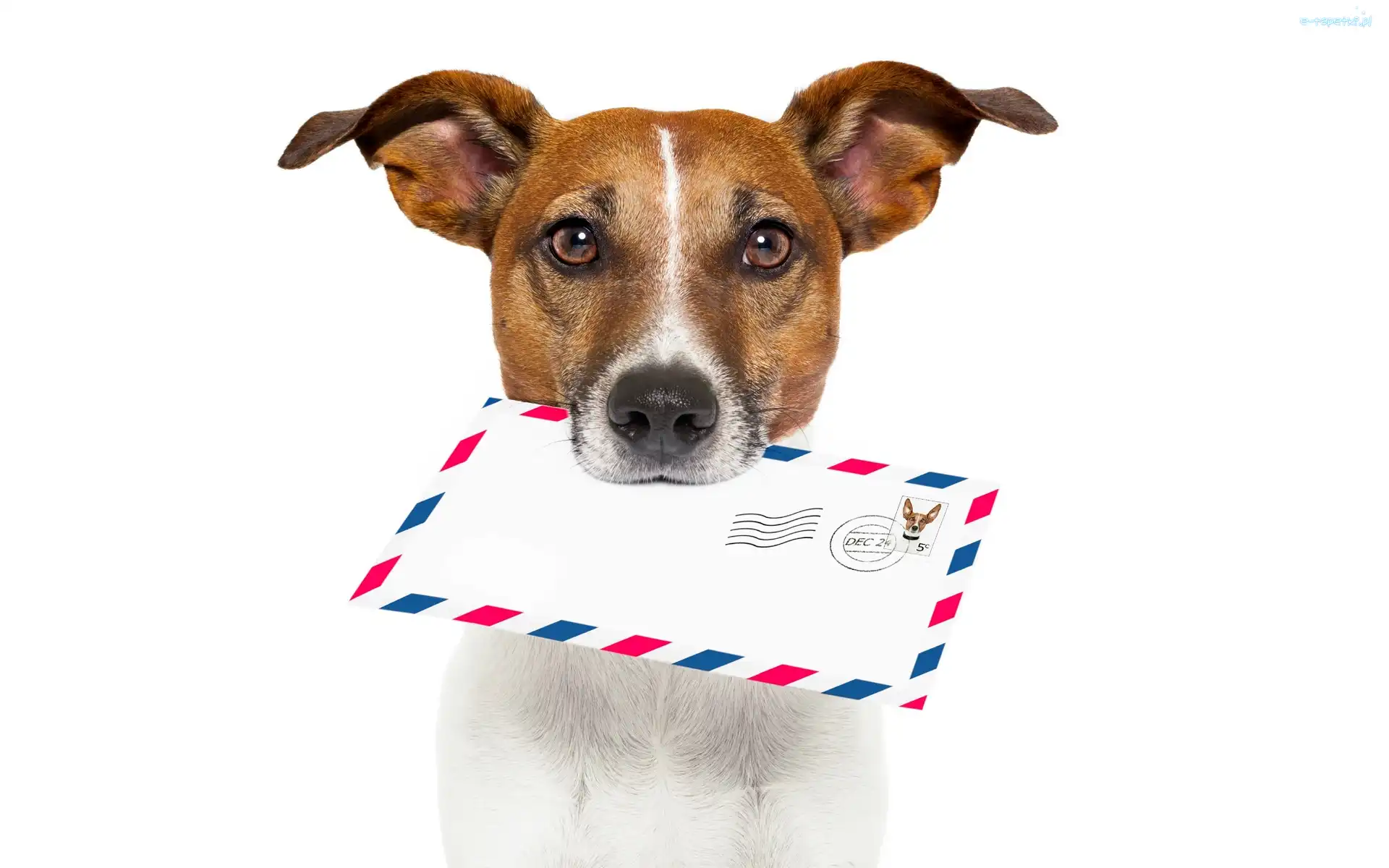 List, Jack Russell Terrier, Znaczek, Pies