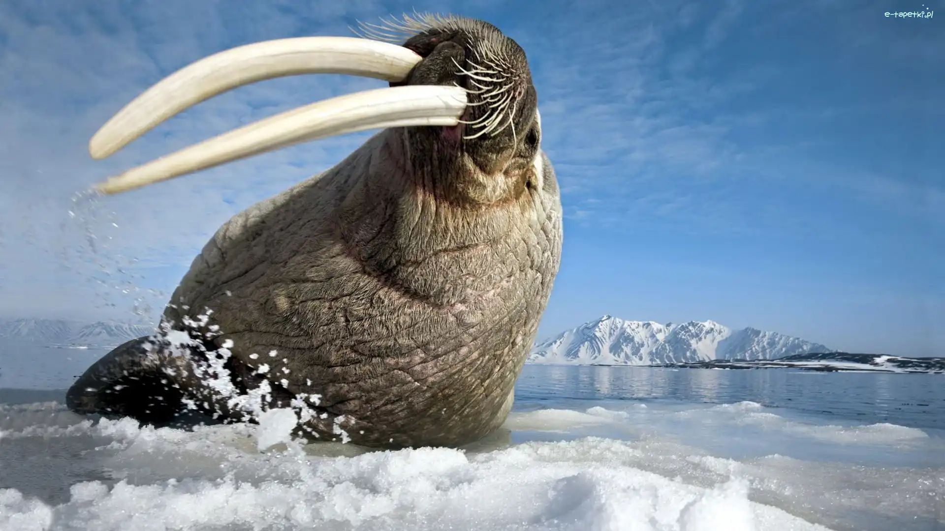 Lód, Morze, Mors