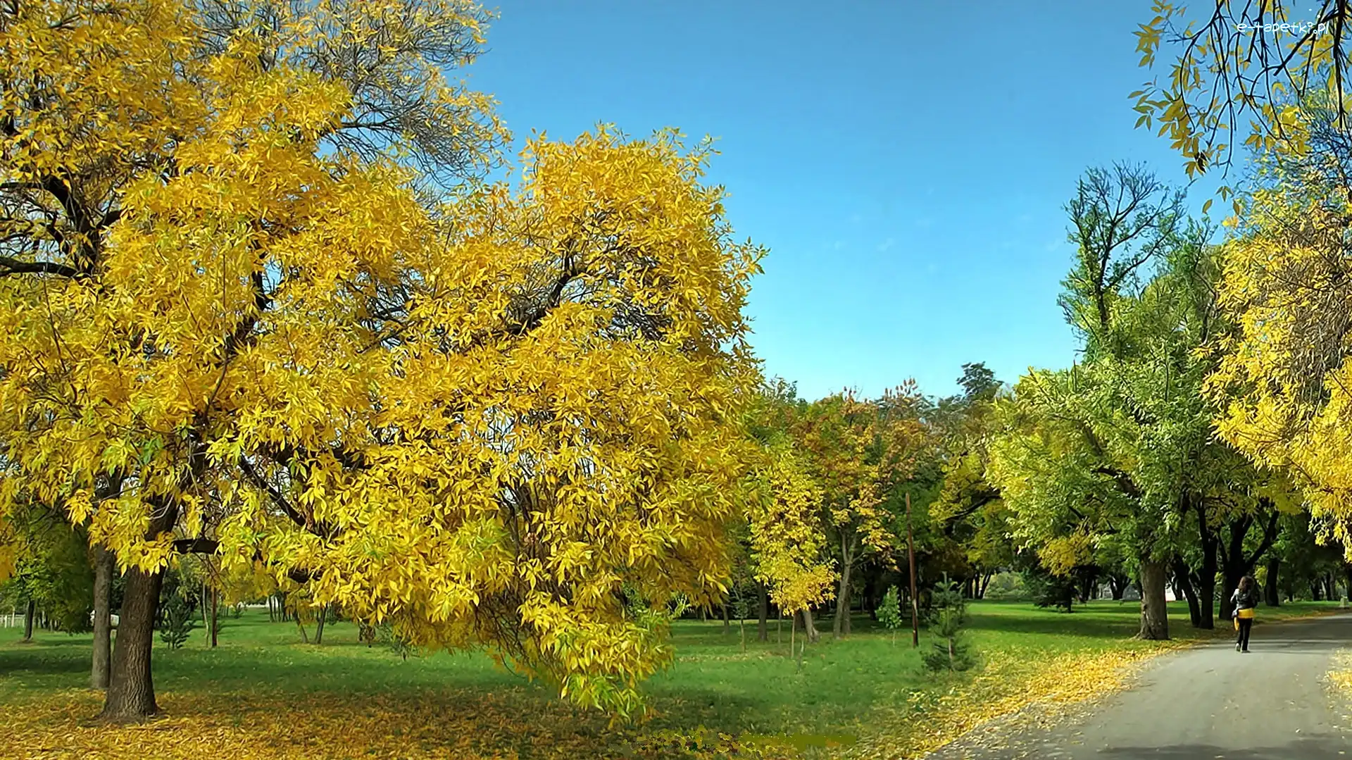 Alejka, Park, Jesień