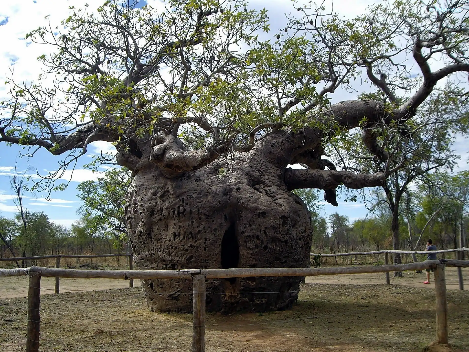 Baobab, Potężny