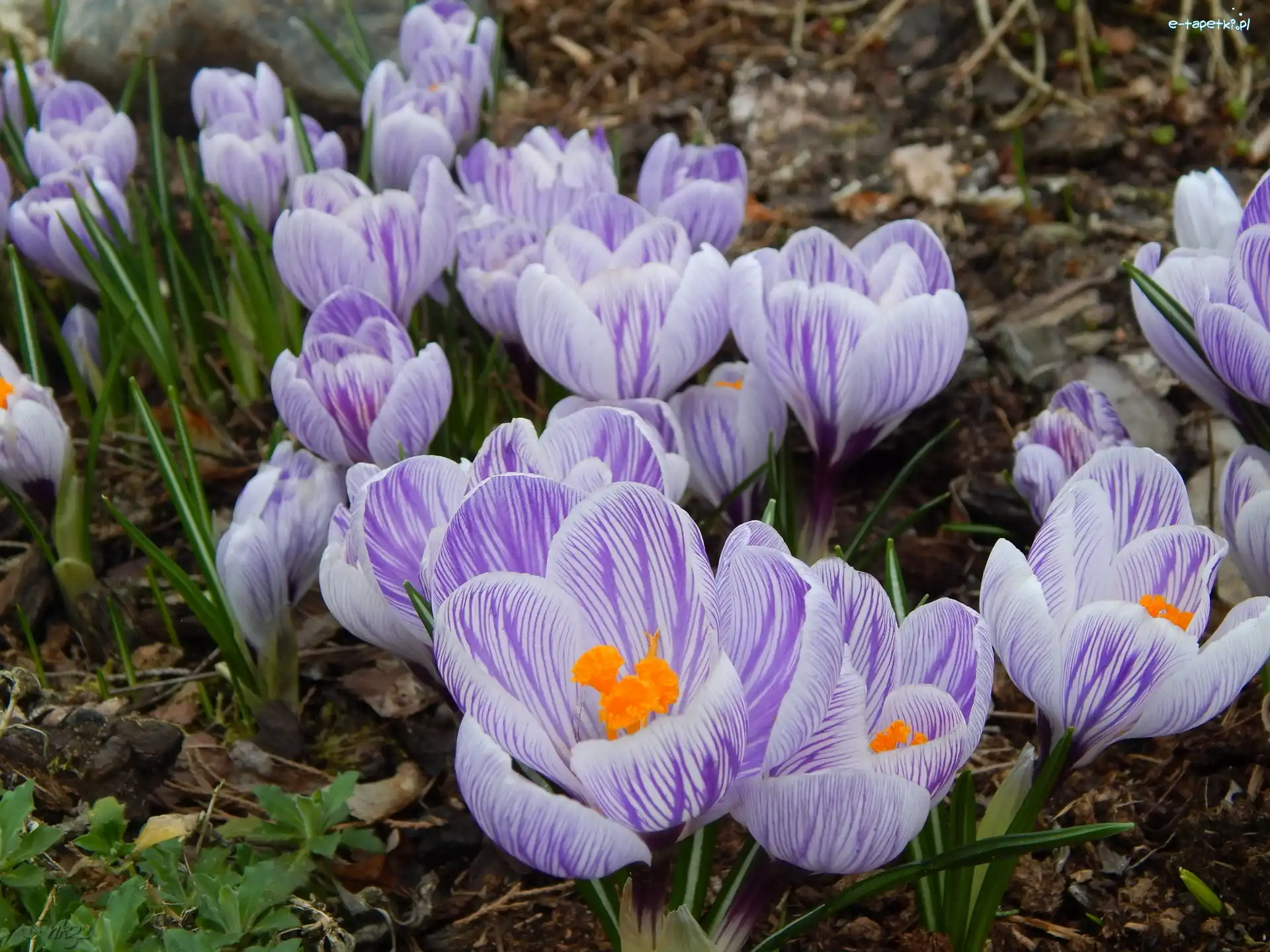 Fioletowe, Wiosna, Paski, Krokusy