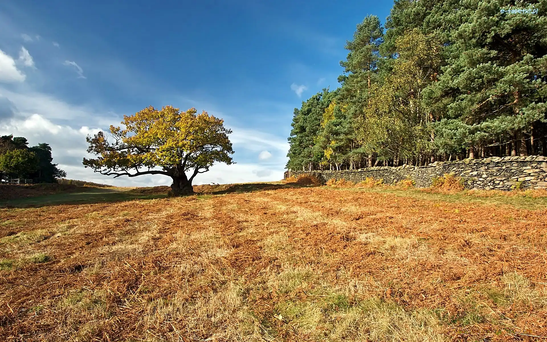 Park, Dąb, Bradgate, Leicestershire, Pole, Las