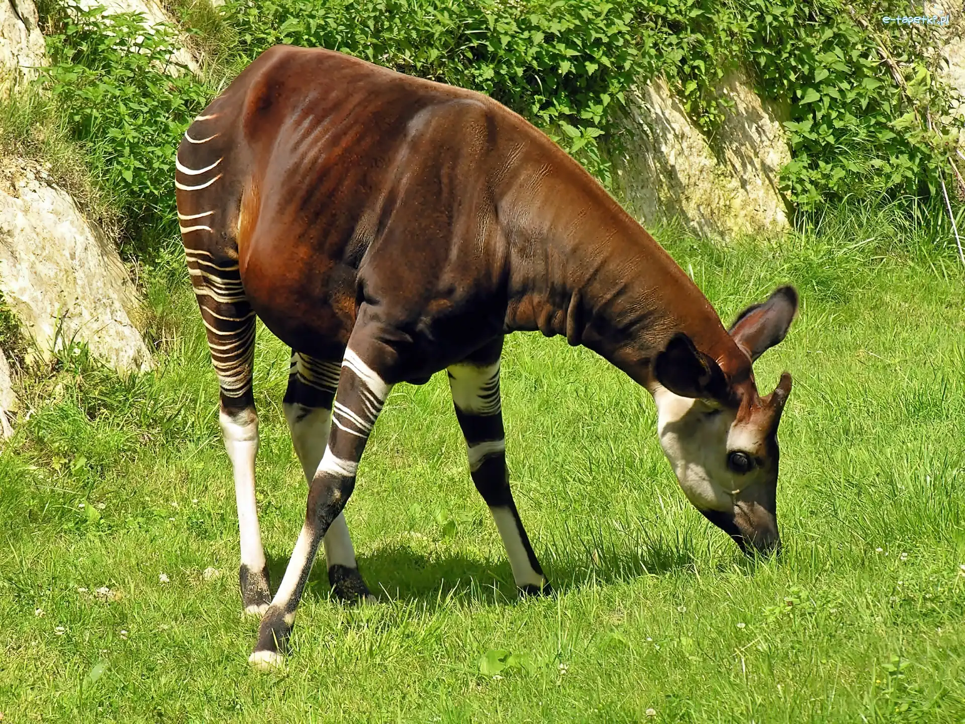 Lato, Roślinność, Okapi, Cień, Światło