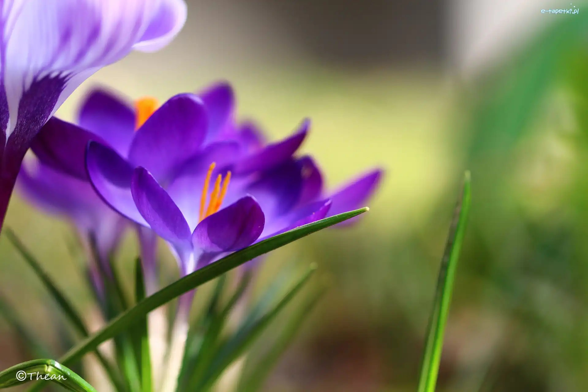 Krokus, Wiosna, Kwiat, Fioletowy