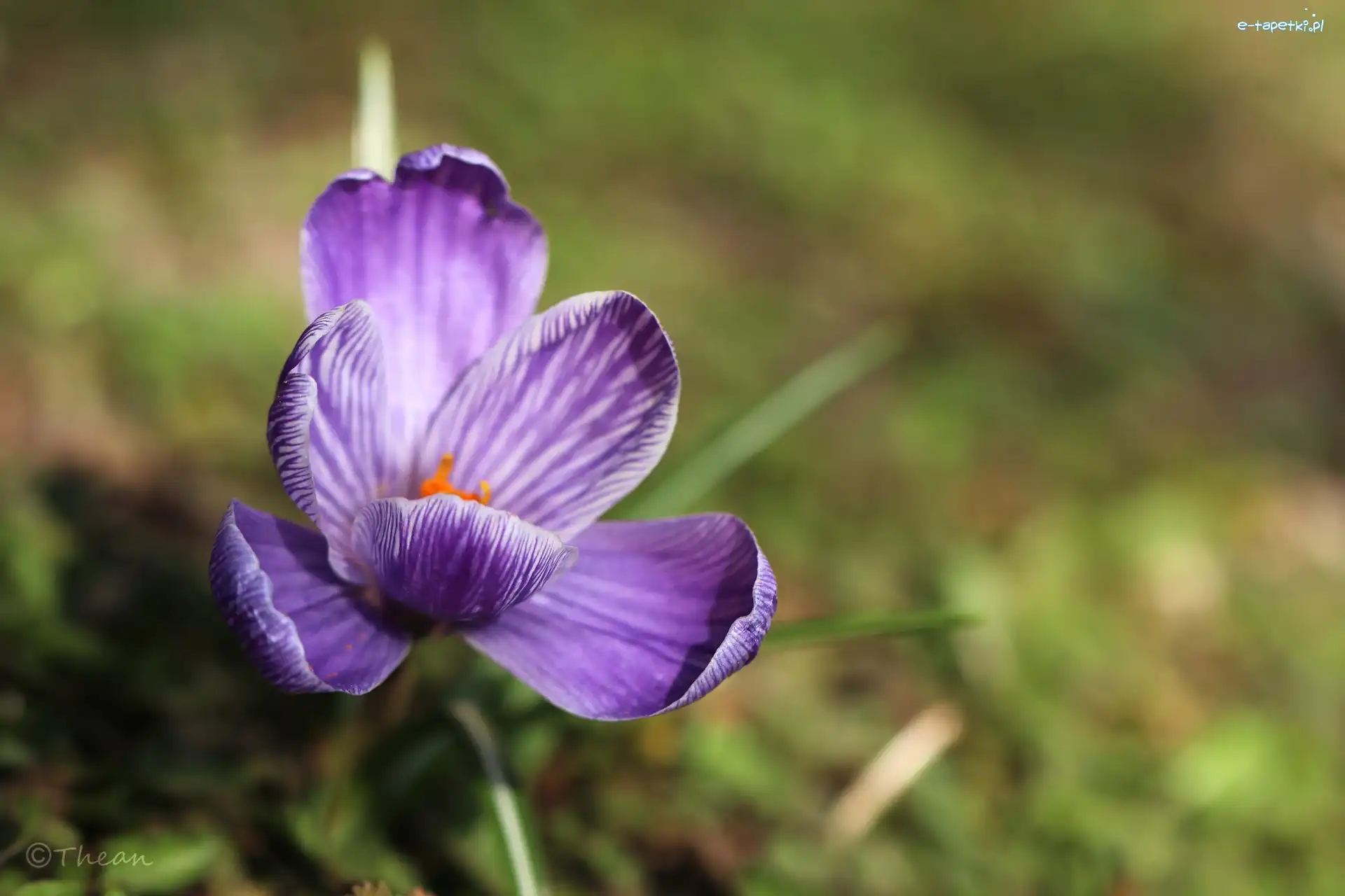 Krokus, Wiosna, Kwiat, Fioletowy