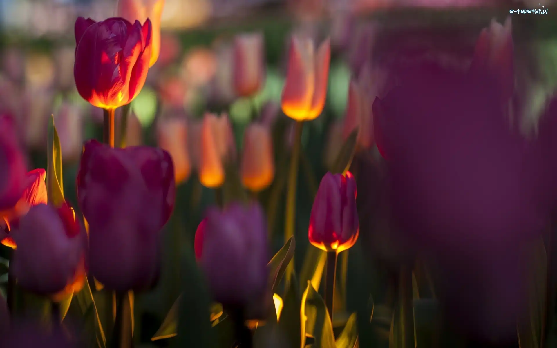 Tulipany, Blask, Rozmycie, Fioletowe