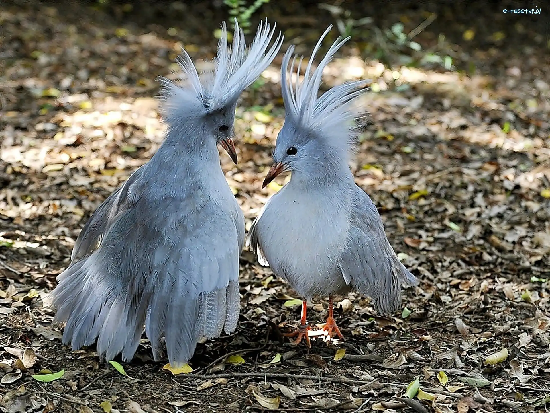Kagu, Kaledonia, Nowa, Ptaki