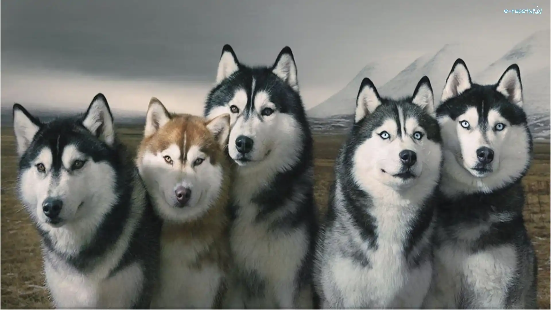 Syberyjskie, Husky