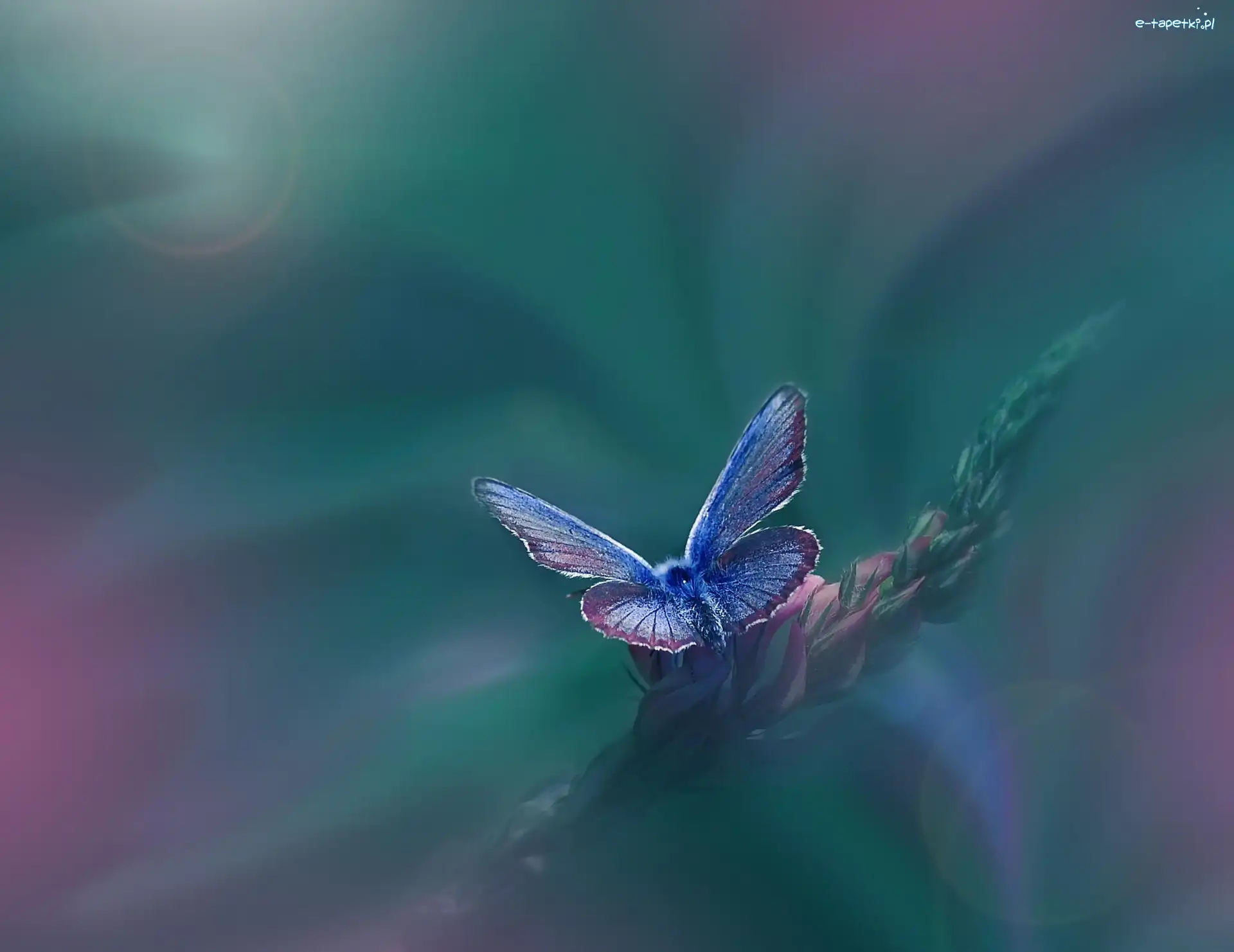 Roślina, Motyl