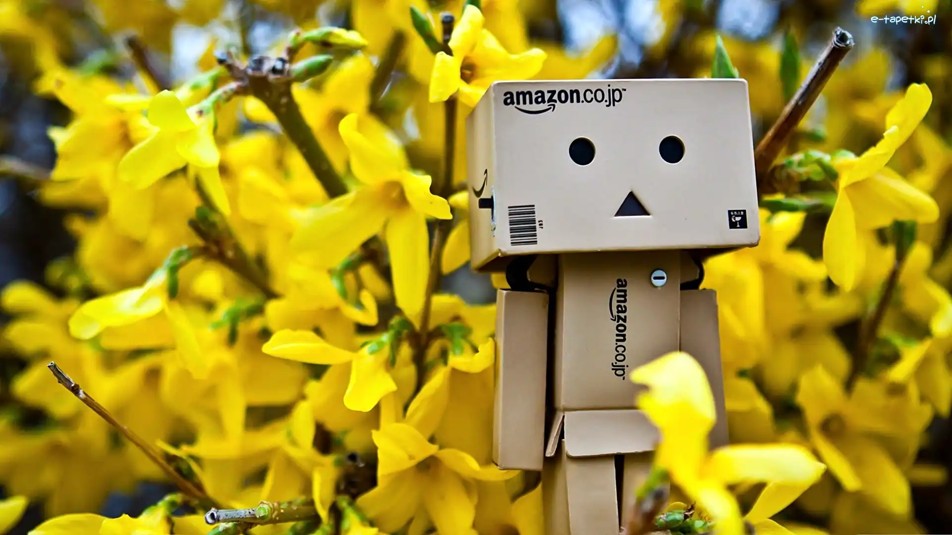 Danbo, Forsycje, Wiosna