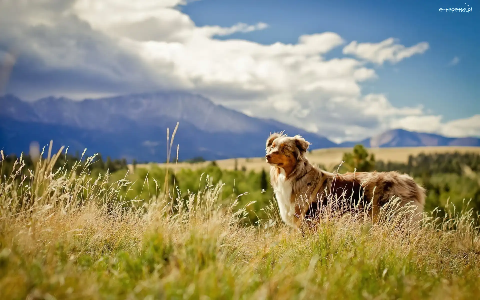 Polana, Owczarek australijski-australian shepherd