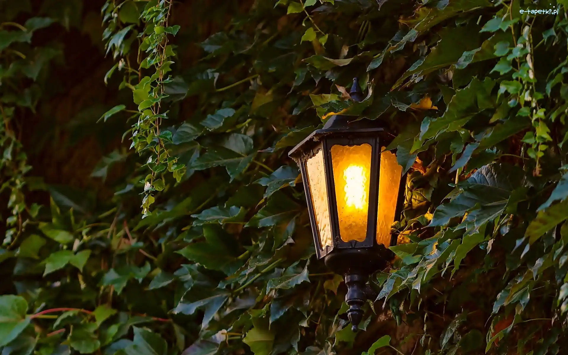 Noc, Lampa, Liście