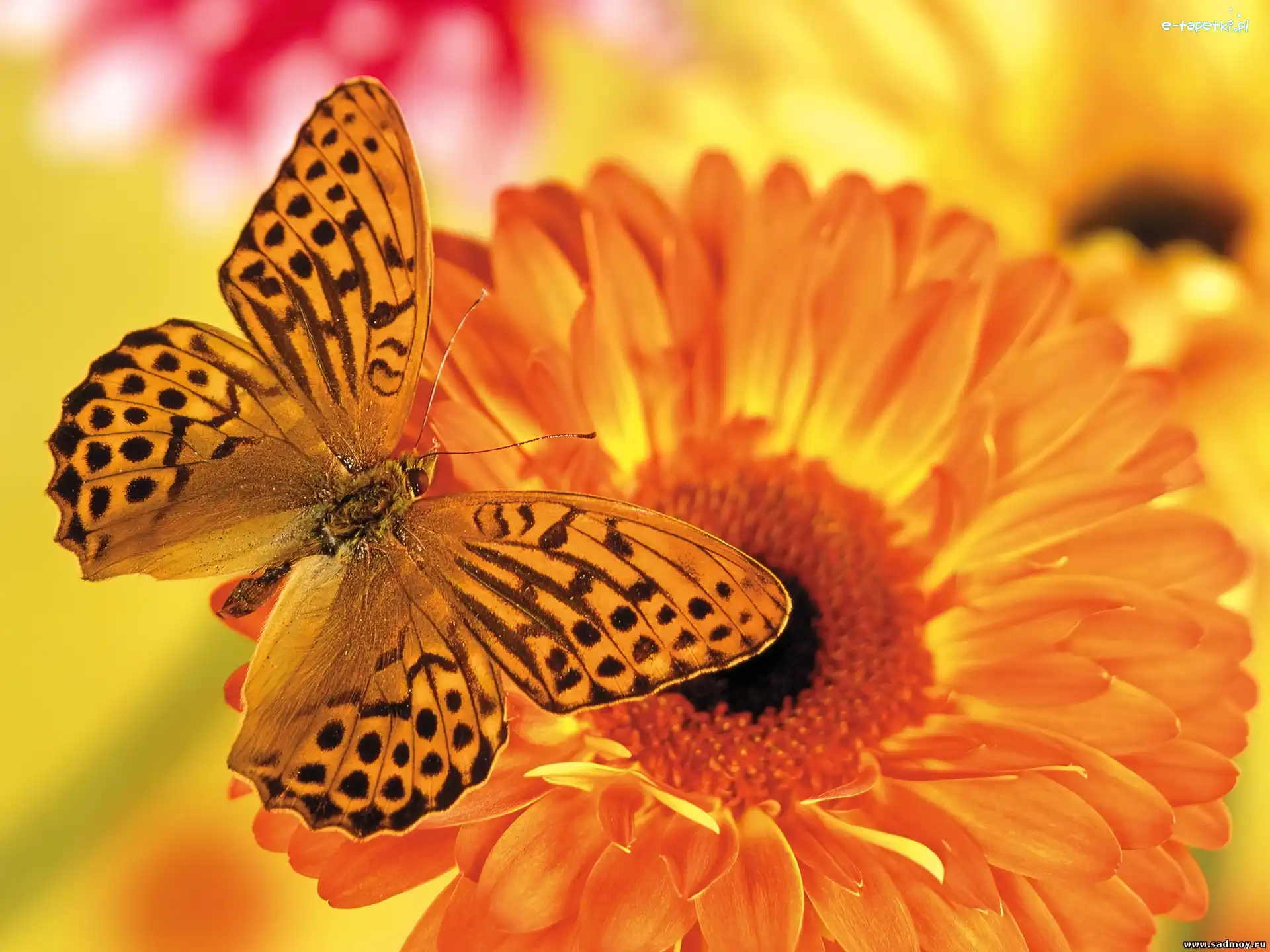 Gerbera, Pomarańczowa, Motyl