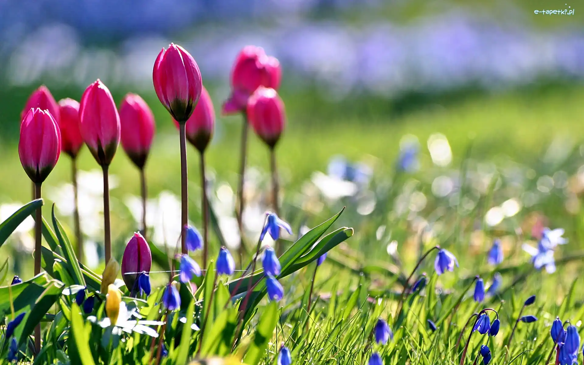 Ogród, Cebulice, Tulipany, Wiosna