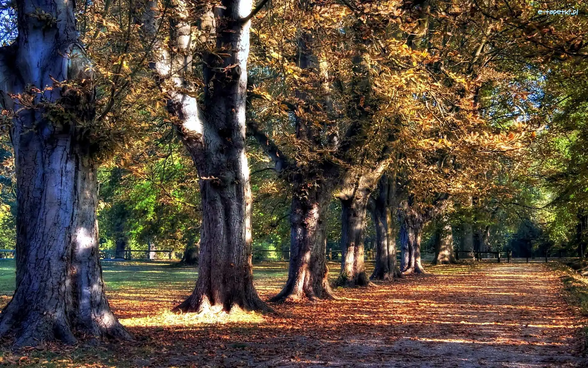 Opadłe, Aleja, Dęby, Liście, Park, Jesień