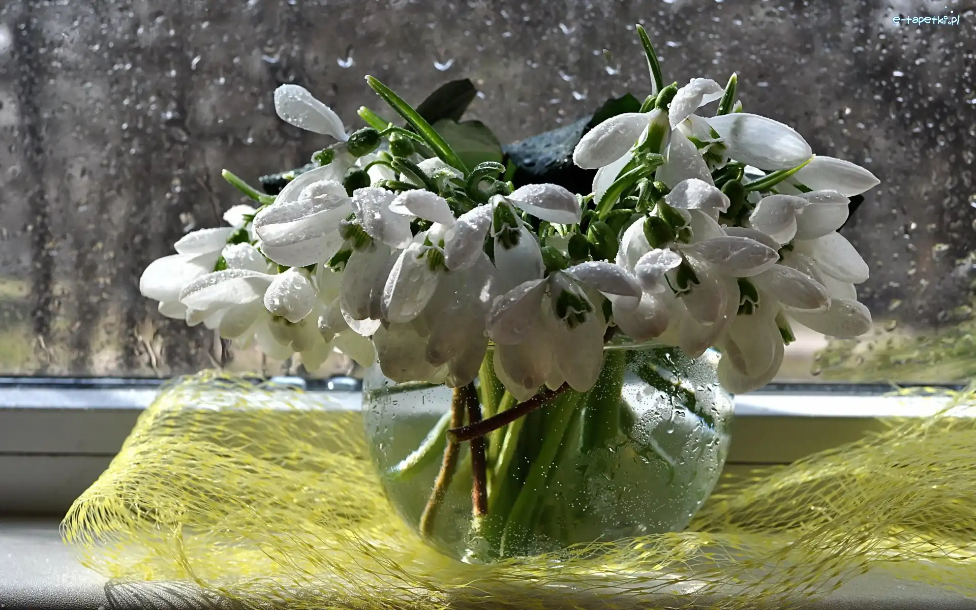 Okno, Flakon, Przebiśniegi