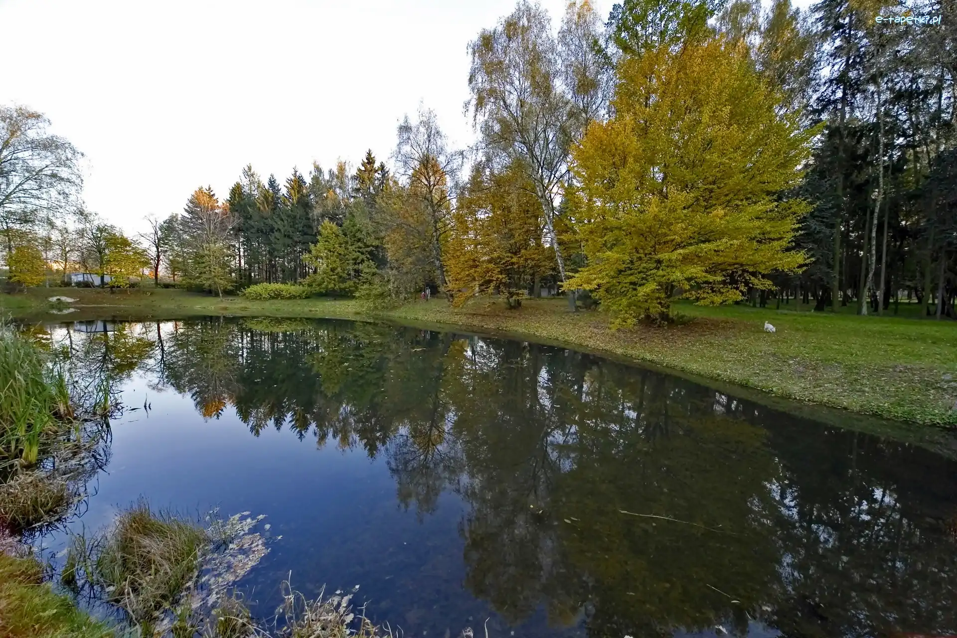 Park, Odbicie, Staw, Jesień