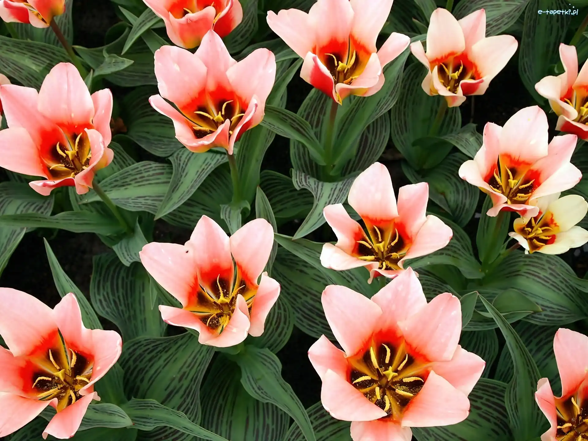 Tulipany, Różowe