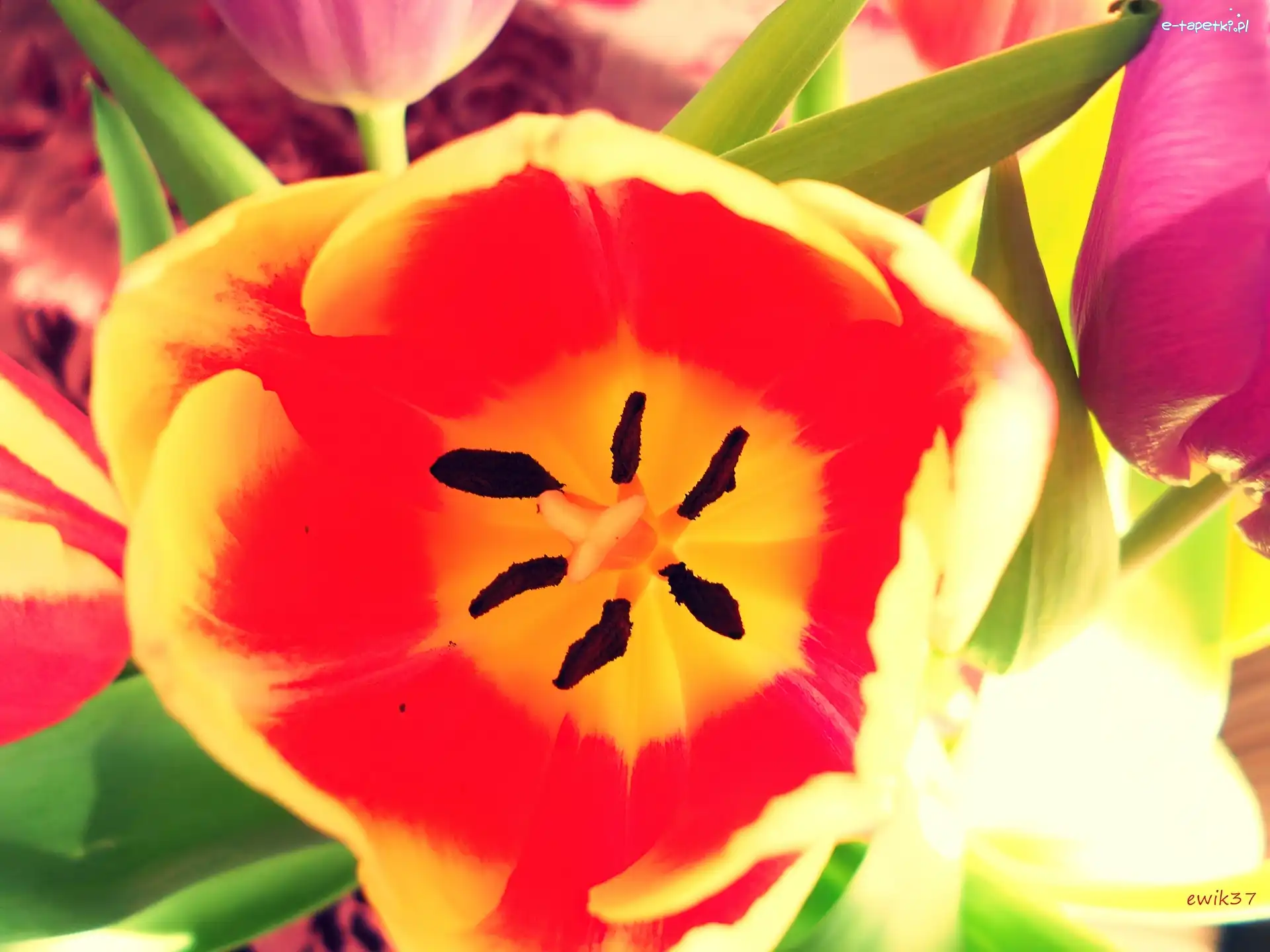 Makro, Tulipan