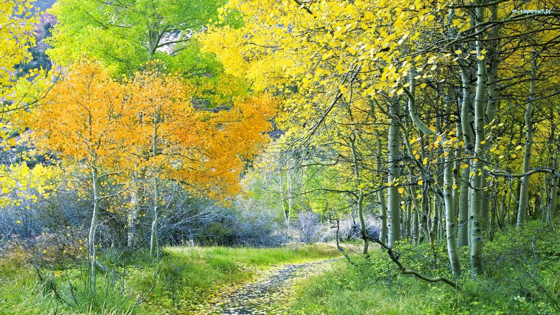 Las, Brzozy, Ścieżka, Jesień, Liście