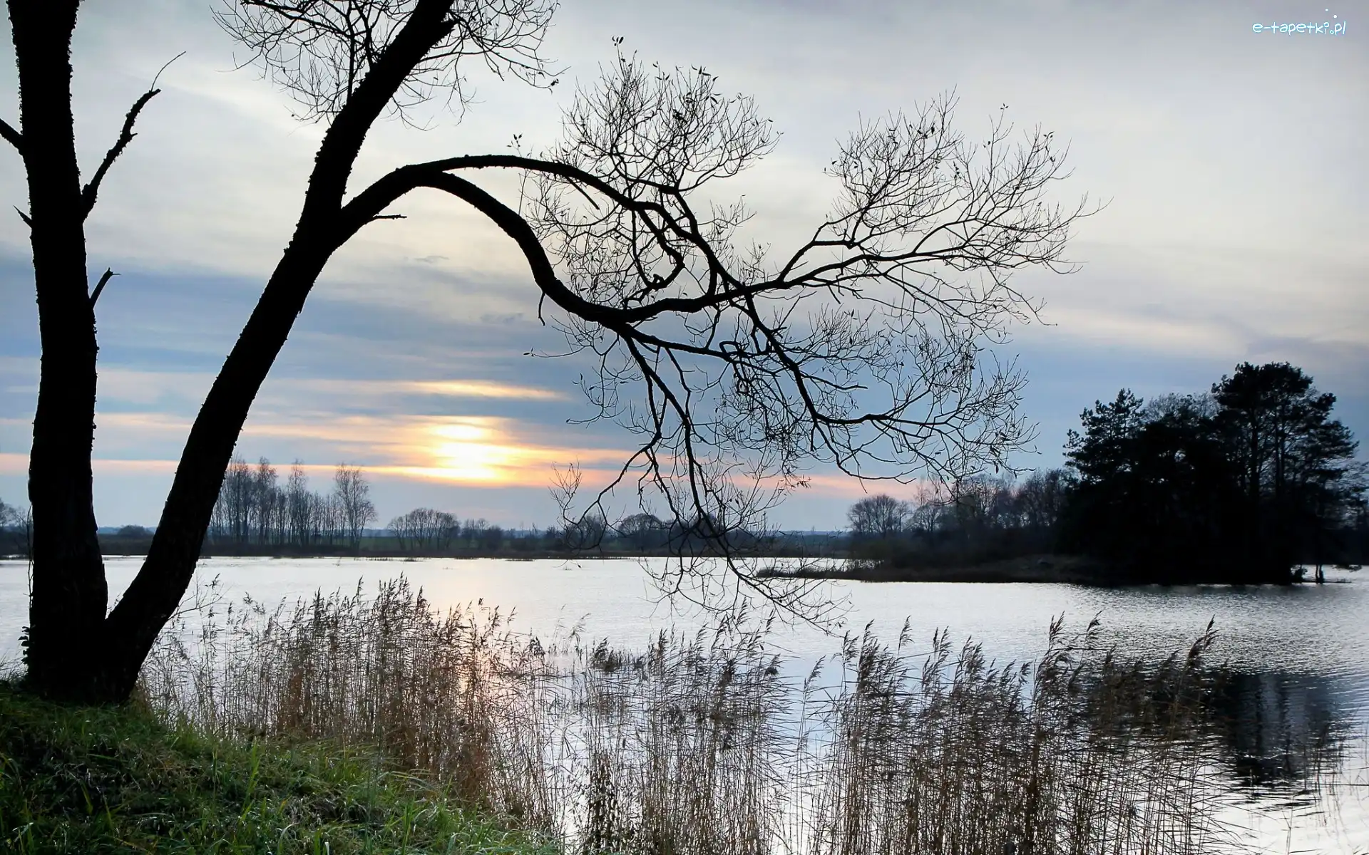 Wschód, Drzewa, Trawy, Słońca, Wysepka, Jezioro
